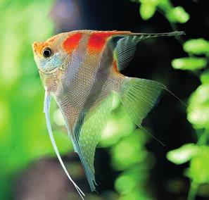 Lemmikit esittelyssä: Kala, väärinymmärretty uimari Akvaarion ja siinä uiskentelevien kalojen hoito vaatii tarkkaa perehtymistä. Kalat eivät ole koriste-esineitä.