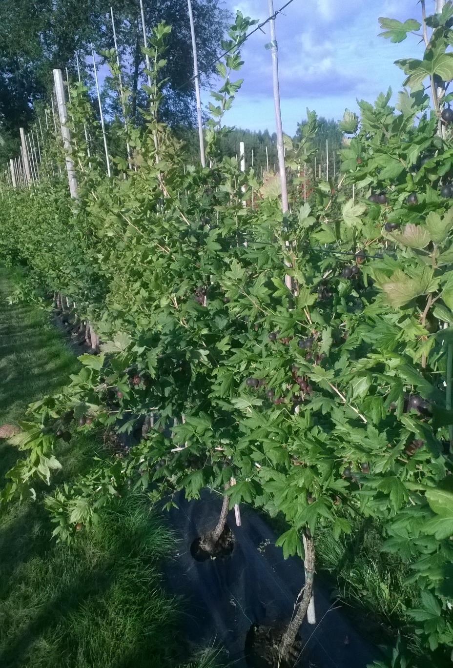 Espalier systeemi Karviaiset leikataan yksirunkoisiksi ja tuetaan pystyyn Leikataan vuosittain voimakkaasti Marjat kasvavat suuriksi ja