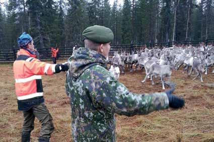 Jääkäriprikaatin komentajan poromerkki on Sattasniemen paliskunnan