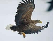 Land of the Sami 7 8 9 Bears and wolves from April to October and wolves all year around 14.