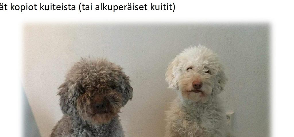 RAHASTONHOITAJAN TERVEISET Hankintoja yhdistyksen nimiin saa tehdä ainoastaan jaostovastaavan ja/tai puheenjohtajan suostumuksella.