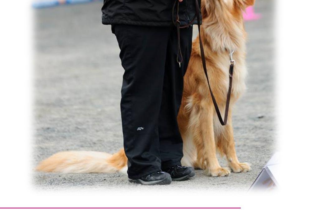 Lajivalikoimaan kuuluu myös agility, vepe ja Nose Work, eikä meitä ole kovin vaikeaa houkutella mukaan uusiin mielenkiintoisiin juttuihin. Tokojaos on pieni mutta pippurinen.