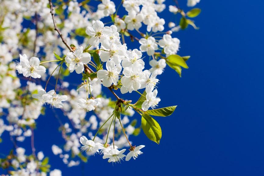 Japani Opit puhumaan melko helposti! Opit kirjoittamaan pikkuhiljaa!