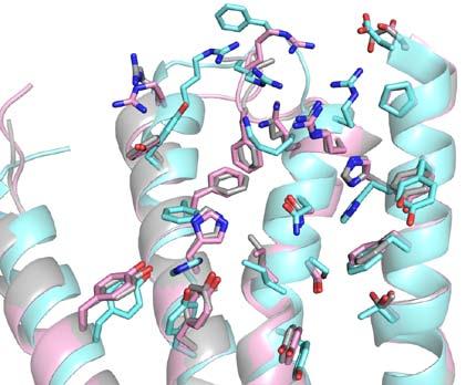 Molemmissa malleissa ECL2-silmukan konformaatio on kuitenkin järkevä ja muistuttaa muissa peptidireseptoreissa nähtyjä ECL2-konformaatioita (White ym. 2012, Yin ym. 2015).