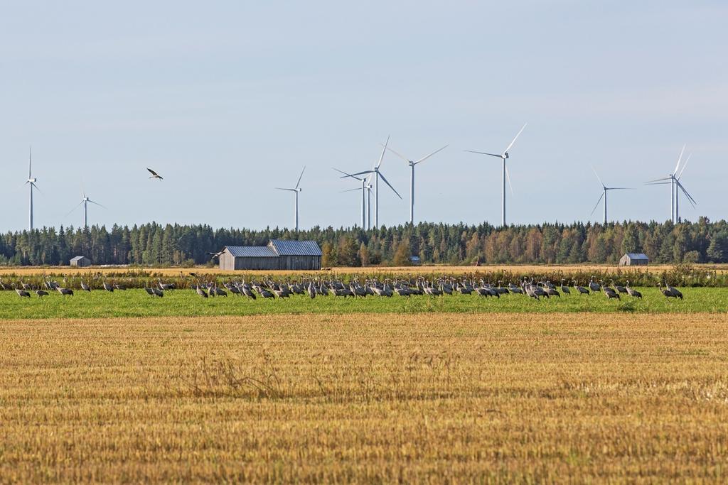 Kalajoki Pyhäjoki tuulivoimapuistot 35 (41) puisto sijoittuu kokonaisuudessaan Pitkäsenkylän peltoalueen ja Kaakkurinnevan suoalueen väliselle metsäalueelle, jonka kautta hankkeen YVA-menettelyn (FCG