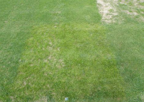 Talvenkestävät lajit muilla viheralueilla Yksi talvenkestävimmistä markkinoilla olevista on nurmilauha (tufted hair-grass, Deschampsia cespitosae ) Sitä esiintyy luonnostaan joidenkin golfkenttien