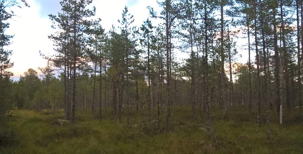 Suoluontoa Kylälammen ympäristössä. metsästä osana Suomi 100 -juhlavuotta. Metsäluonnon monimuotoisuuden lumoissa emme ole huomanneet, että sade on lakannut tunti sitten.