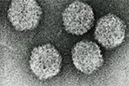 Tarttuva haimakuoliotauti - IPN Infectious pancreatic necrosis Taudin aiheuttaja on Aquabirnavirus, pieni vaipaton RNA-virus Iso ryhmä viruksia joita