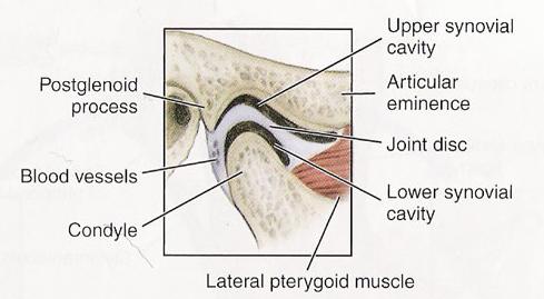 nivelen ainutlaatuiseen odontogeneesiin ja fysiologiseen kehittymiseen (Dechow ja Carlson 1997, 11 13).