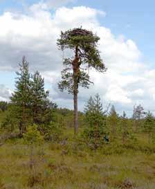 kuitenkin jopa 4 5 metriä korkeat