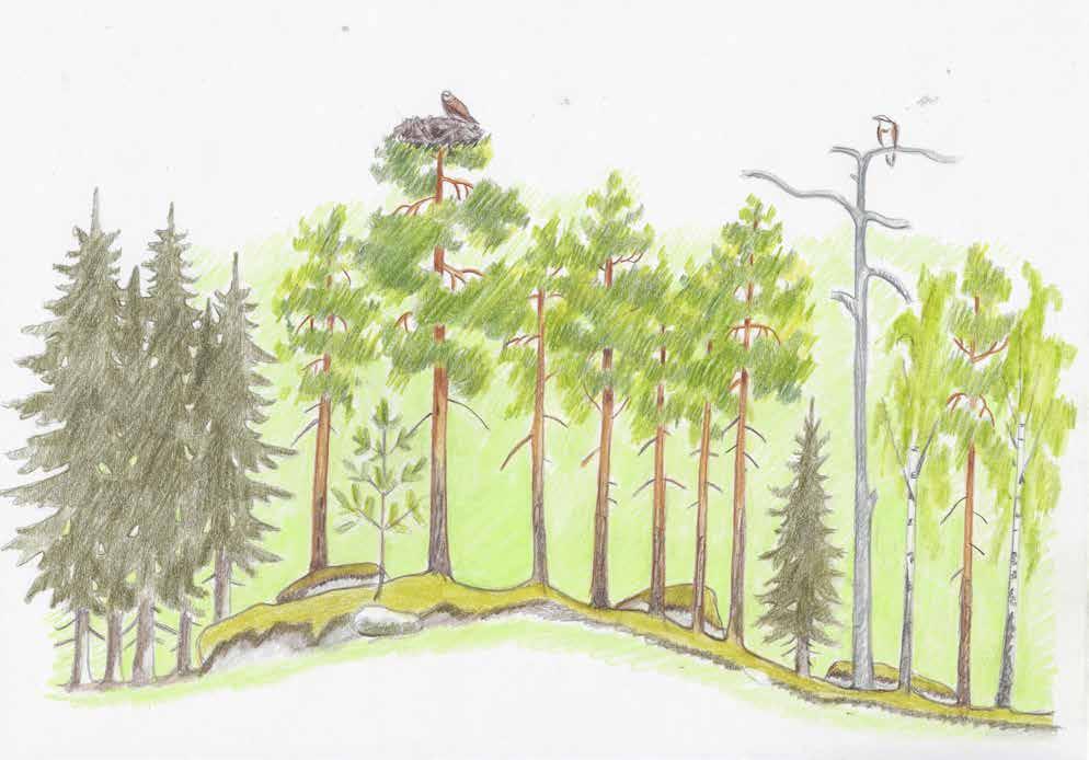 Esimerkki (kuvat 1 3) sääksen pesäpaikan umpeenkasvusta ja lähiympäristön valta puiden harvennuksesta yläharvennusperiaatteella.