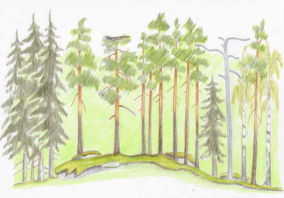 Kuva 2. Sääksenpesän autioitumisen tyypillisin syy on pesä paikan umpeen kasvu. Pesä puuta ympäröivä nuorempi puusto ylittää vuosien kuluessa pesä puun tason ja pesä jää niiden katveeseen.
