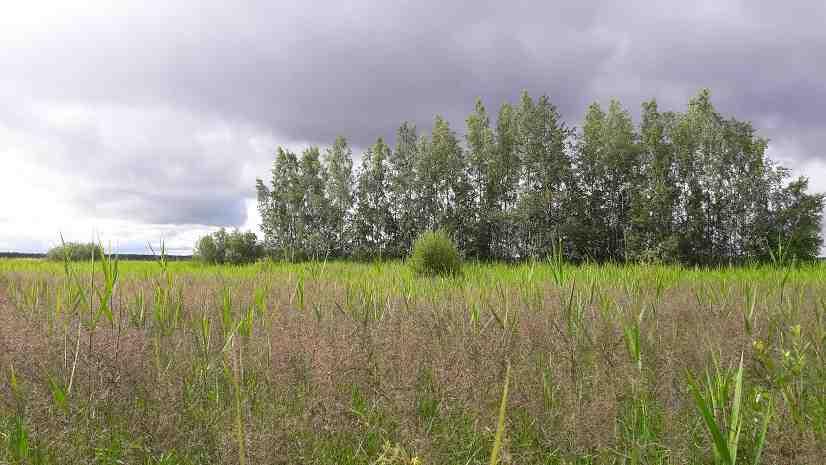 järviruokoa ja yksittäisiä pajupensaita, Alueen