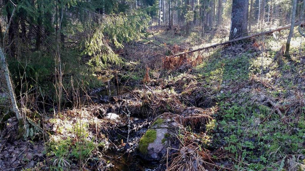 kuusamaa ja näsiää. Lehtoalueen puustoa on käsitelty voimallisesti ja se on menettänyt pääosan luontoarvoistaan. Osa-alueen itäosassa on ojitettua kangaskorpea, jonka kenttäkerroksen lajeja ovat mm.