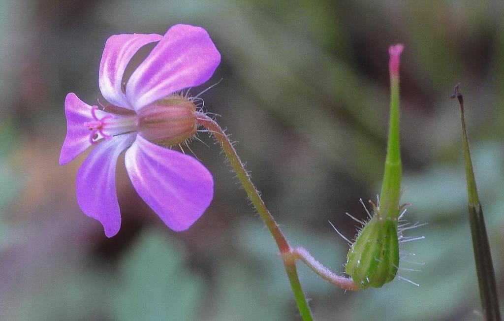 Puutarhajätteen mukana alueelle on levinnyt haitallisia vieraslajeja: jättipalsamia (Impatiens glandulifera), japanintatarta (Reynoutria japonica) ja isotuomipihlajaa (Amelanchier spicata).