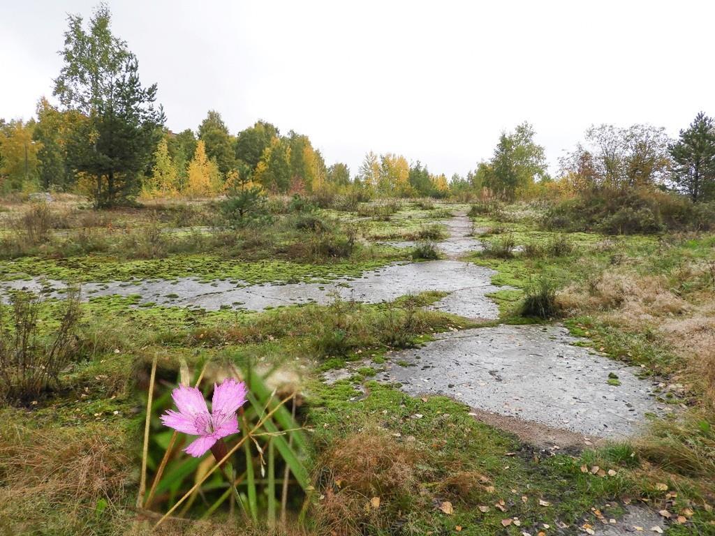 Kuva 9. Hovinsaaren kallioaluetta ja ruderaattia. Kallioilla kasvaa silmälläpidettävää ketoneilikkaa. Hovinsaari 6.10.