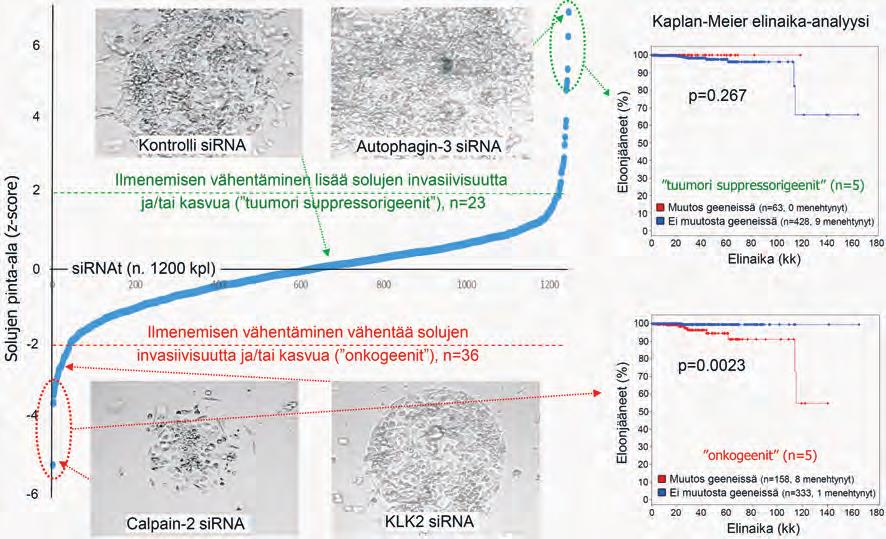 Seuloimme ns. RNA-interferenssitekniikalla ihmisen noin 600 proteaasin ilmenemisen vaikutuksia solujen kasvuun ja invasiivisuuteen.