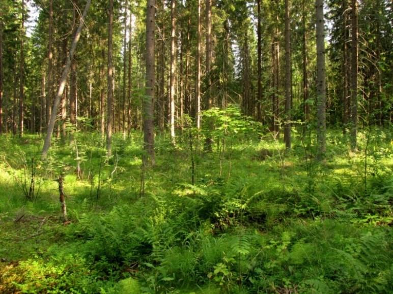 Kuva 4. Raviradan koillispuolen metsät todettiin lähinnä OMaT-kuusikoiksi. Aluetta on hakattu. Kuva 5.
