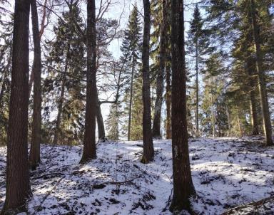 Liito-orava asustaa Myllypuistossa harvennustoimista huolimatta. Karjaanjoen varsi Karjaanjoen varsi on jo aiemmissa selvityksissä (Tammelin 2011) todettu useasta kohdasta liitooravalle merkittäväksi.