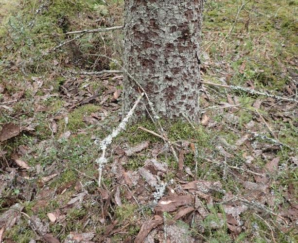 (osittain ojitettu) (Kuva 15. Lehdon kosteikko ja Nurmisenlammi Kuva 16.