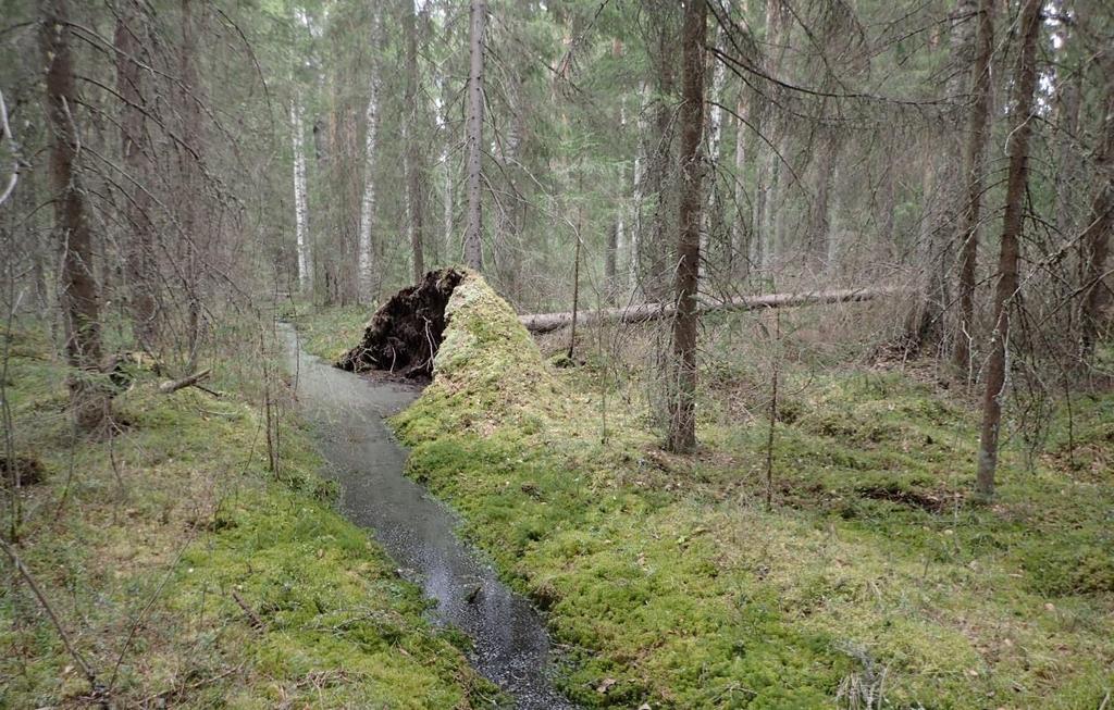 FCG SUUNNITTELU JA TEKNIIKKA OY Raportti 5 (25) Suomenselän lintutieteellisen yhdistyksen MAALI-julkaisussa paikallisesti arvokkaina lintualueina on kaavoitettavalta alueelta esitetty Huhtilammi sekä