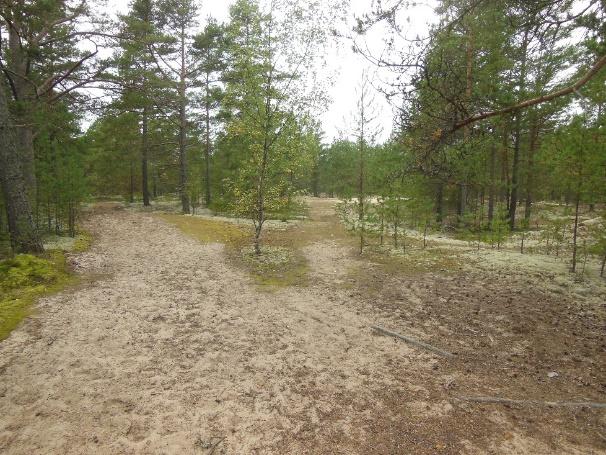 Alkiodyynit ovat kasvillisuustuppaiden ympärille kasautuneita pieniä hiekkakumpuja rantatasanteen yläosassa (luontotyypillä Itämeren hiekkarannat) tai suurempien dyynien vastasivulla, ja niitä