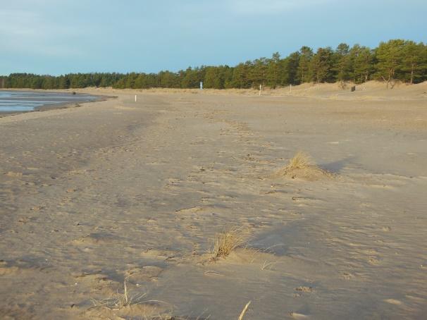 Yyterissä alkiodyynit ovat pääasiassa rantavehnän sitomia, ja suola-arhoa kasvaa lähinnä ensimmäisten rantavehnäalkiodyynien takana, suojassa rantavoimilta ja tallaukselta.