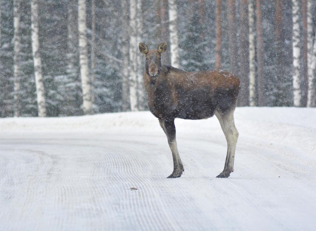 Hirvionnettomuudet vuonna 2017