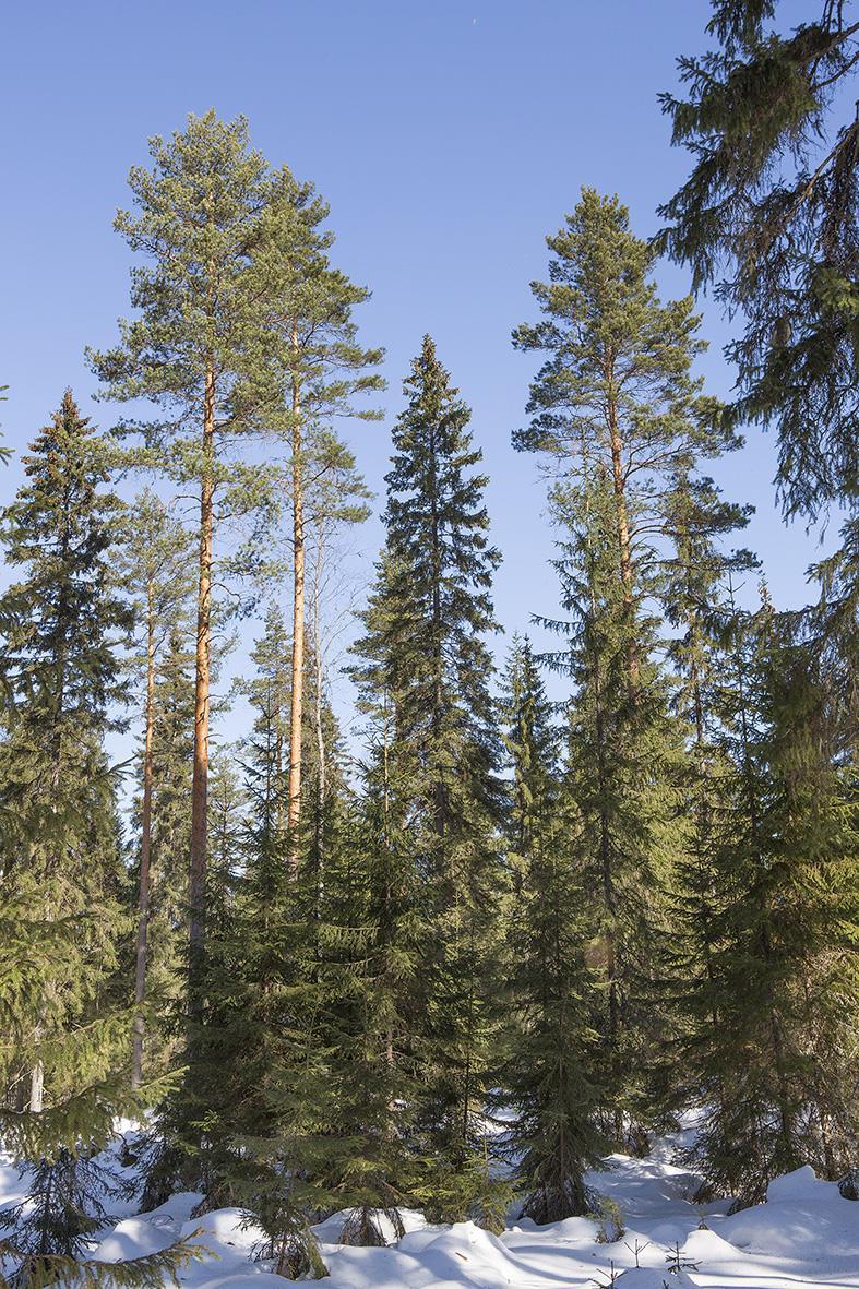 Sisältö Tilavuuskasvu, tukki/kuitu, puun laatu?