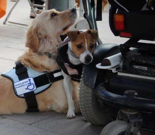 olivat Jenni kahden sheltin kanssa (Lumi ja Taica) sekä Tiina ja corgi Leppo.