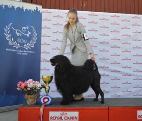 Sunnuntaina näyttelyn kauneimmaksi koiraksi BIS tuomarimme Dan Ericsson valitsi labradorinnoutaja Follies Don Basilion, omistaja Anna-Liisa & Helena Kaitila Sammatista.