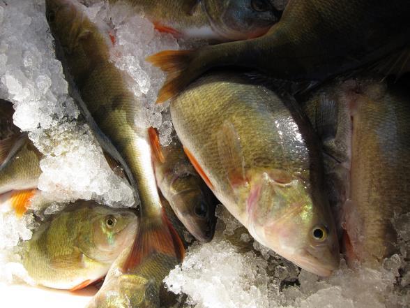 Milloin kalan myynti vaatii elintarvikehuoneiston Kalastat itse ja myyt yli 5 000 kg lisäksi rekisteröityminen ammattikalastajaksi Voit ostaa ammattikalastajalta perkaamatonta kalaa ja myydä sitä Jos