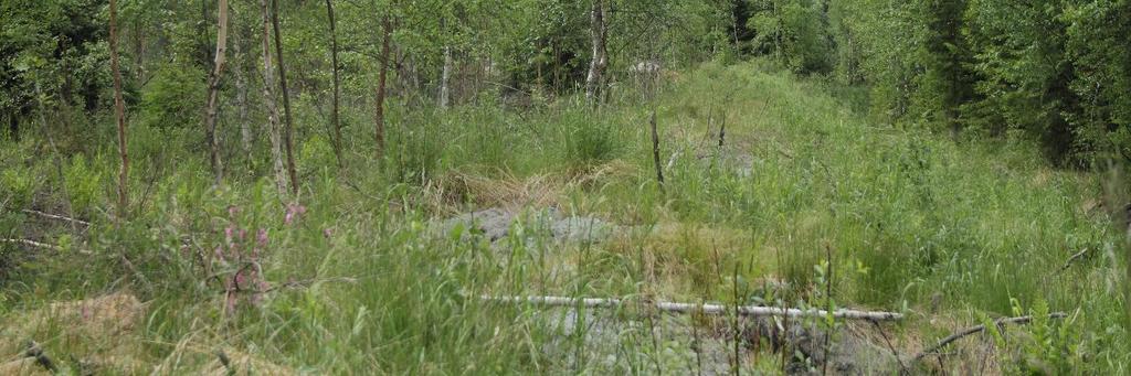 Vertailun vuoksi myös toinen viitasammakon lisääntymis- ja levähdyspaikka tarkistettiin.