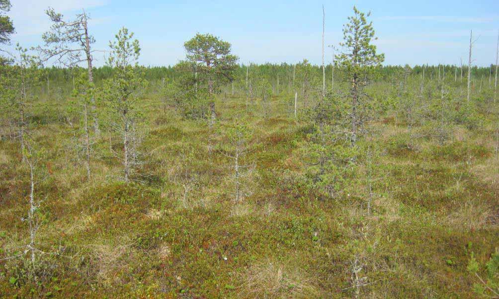 FCG SUUNNITTELU JA TEKNIIKKA OY Ylivieskan Hirvinevan