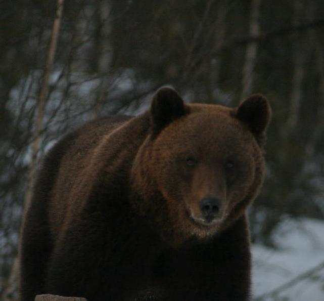 niin matalina, että pahimmillaan ne heikentävät yrityksen tarjoamaa saalisvarmuutta.