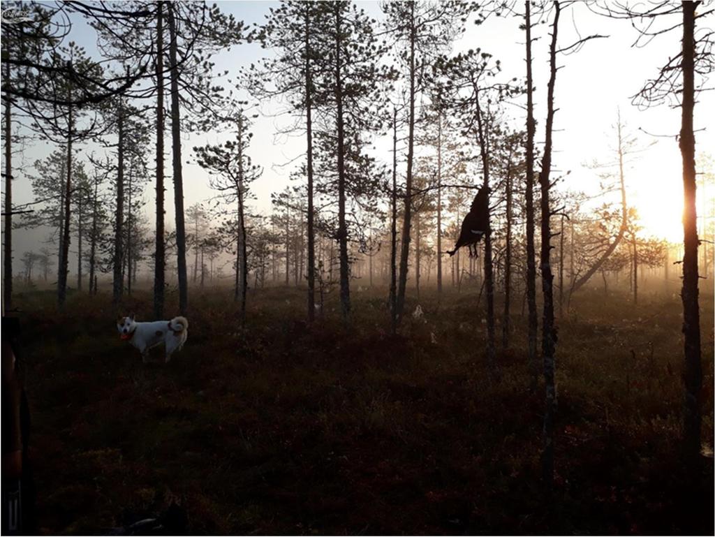 Kuva 26. Kanalintujahdissa Viitasaarella.