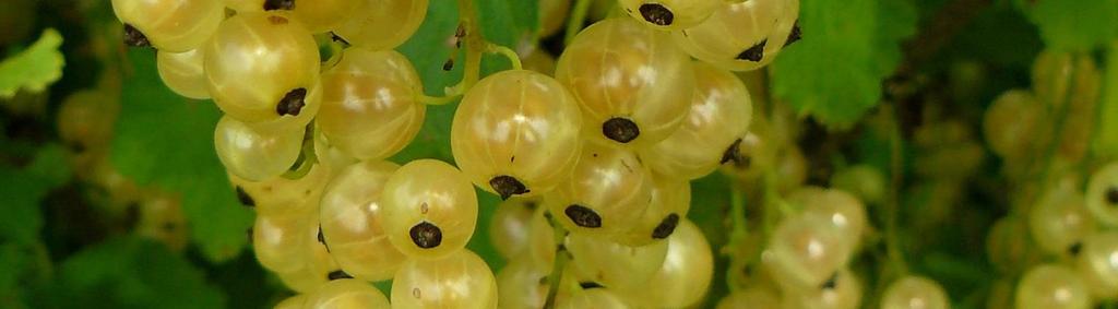 Marjat Bär Soft fruits AHOMANSIKKA SMULTRON WILD STRAWBERRY
