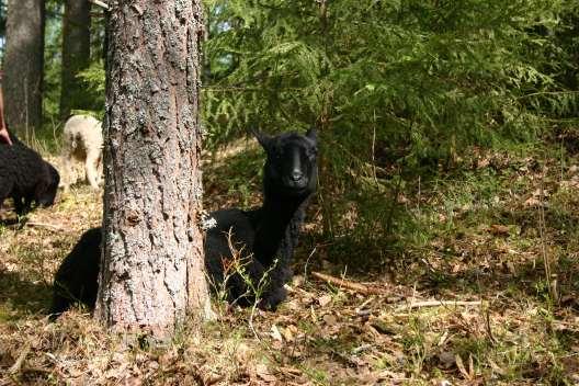 Maatalouden ympäristösopimus maisemanhoitoon Perinnebiotoopin, luonnonlaitumen tai kosteikon hoitoon voi hakea korvausta