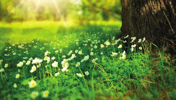 Palautusosoite: Oron ystävät ry. Aili Alanne-Kapanen Surumäentie 1 A 3 59100 PARIKKALA Larisa-K Pixabay 4041 0895 Painotuote Perheiden kevätpäivä * 10.5. Pihaleikkejä, avoin takakonttikirppis, kotikasvien kierrätystä ym.
