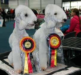 Meripihkan Killer Queen (omistaja Riitta-Maija Liikanen) German Winner ja