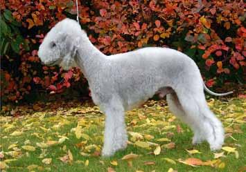 6. Tinwelindon Alagos 7. Precious Blue Amore Mio 8.
