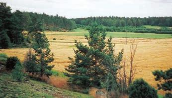 Läheisellä metsäjärvellä voi soudella ja sen rannalla sijaitsevalle hirsilaavulle voi ottaa vaikka eväät mukaan.