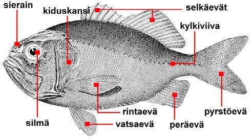 Lahdenvainion Tuulimylly-yhdistys Lahdenvainion rantasauna lämmin keskiviikkoisin elokuun loppuun asti. Klo 17-20 saunamaksu aikuiset 2 ja alle 12v.