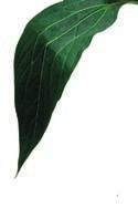 parveke tai piha.
