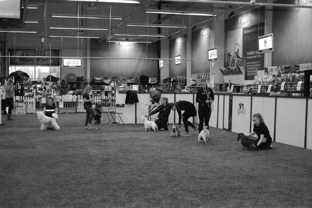 COC & VOV -GAALA 10.2.2018 ROYAL CANIN DOGSHOW 19.-20.5.2018 tuomarin väliin ja niin saisi tapahtua mahdollisimman vähän.