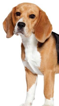 Niin paljon enemmän kuin vain nappuloita www.royalcanin.fi ROYAL CANIN SAS 2016.