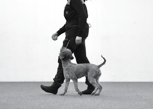 Vuonna 2016 hankin ensimmäisen oman koirani, lagotto romagnolo Detan. Detta tuli minulle harrastuskoiraksi ja totta kai ennen kaikkea rakkaaksi perheenjäseneksi.