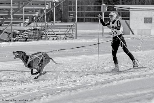 URHEILUKOIRAN RUOKINNASTA Urheilukoiran ruokinnassa on tärkeää huomioida ravinnon laatu. Laadun merkitys korostuu silloin, kun yksilön kehoa kuormitetaan urheilusuorituksissa.