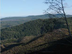 L&C TIMBERLANDS, OREGON, USA Elo osti vuonna 2017 osuuden 66 tuhannen hehtaarin metsästä Tyynenmeren rannikkoalueelta.