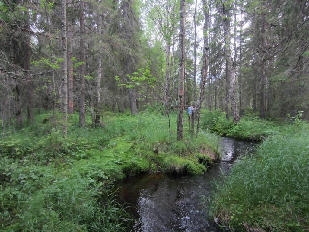 4 muassa teiden, pihojen ja vesistöjen yllä, peltojen ja metsänuudistusalojen reunoissa, sekä myös voimakkaasti muokatuissa kulttuuriympäristöissä kaupungeissa, parkkipaikoilla ja katuvalojen